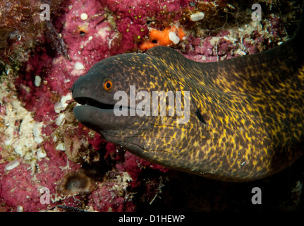 Gelb umrandeten Muräne (Gymnothorax Flavimarginatus), Wakatobi Nationalpark, Indonesien Stockfoto