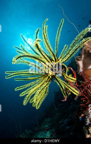 Ein Feder-Stern (Oxycomantus Bennetti) von Kaledupa Insel, Wakatobi Nationalpark, Indonesien Stockfoto