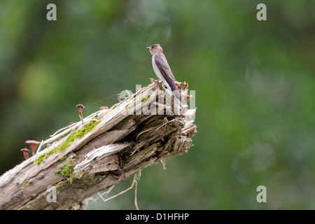 Nördlichen rau – Winged Swallow (Stelgidopteryx Serripennis) thront auf Baumstamm entlang Sarapiqui Fluss in Costa Rica. Stockfoto