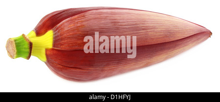 Essbare Banane Blume als köstliches Gemüse gegessen Stockfoto