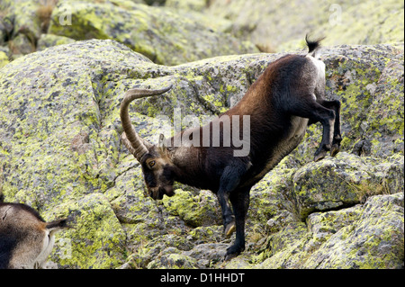 Spanische Steinböcke (Capra Pyrenaica) männlich, in dunklen Wintermantel einen steilen Granit-Pass mit ihrer charakteristischen Agilität zu verhandeln. Stockfoto