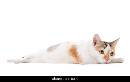 Porträt malaysischen traurig kurze behaarte Katze auf weißem Hintergrund Stockfoto