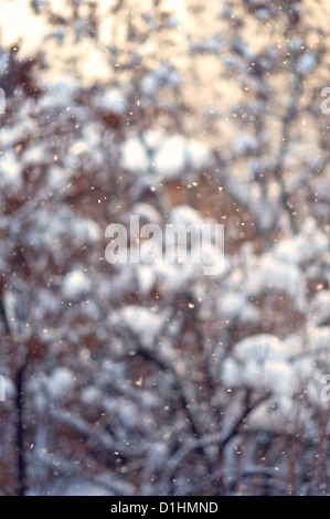 Schnee Flocken fallen Hintergrund und Bäume bedeckt mit Raureif unscharf Stockfoto