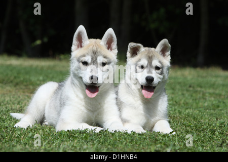 Dog Siberian Husky zwei Welpen braun und weiß auf dem Rasen Stockfoto