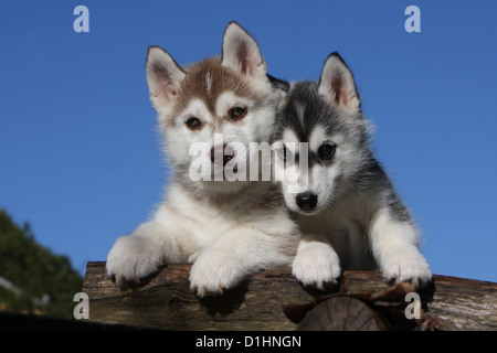 Hund Siberian Husky zwei Welpen schwarz / weiß weiß und braun auf Holz Stockfoto