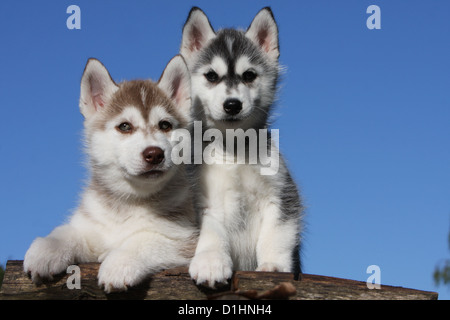 Hund Siberian Husky zwei Welpen schwarz / weiß weiß und braun auf Holz Stockfoto