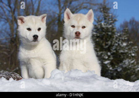 Hund zwei Siberian Husky-Welpen im Schnee Stockfoto