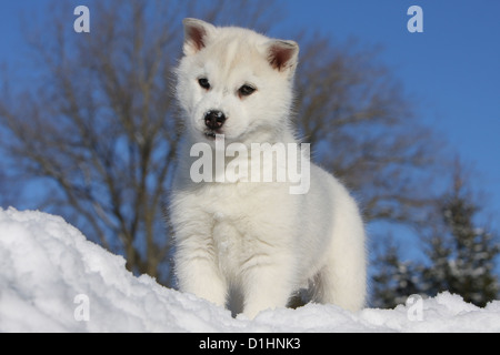 Hund im Schnee weißen Siberian Husky Welpen stehen Stockfoto