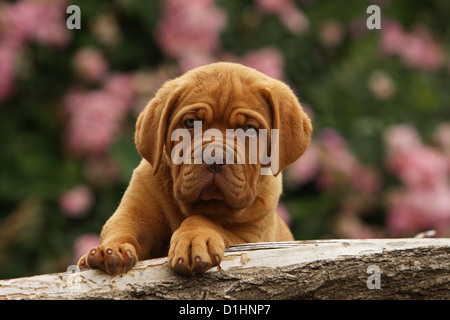 Hund Dogge de Bordeaux / Bordeaux-Dogge Welpen Porträt Stockfoto