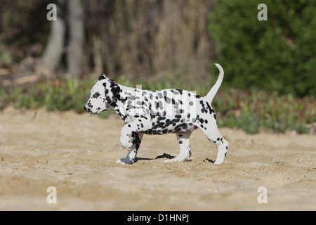 Hund Dalmatiner / Dalmatiner / Dalmatien Welpen zu Fuss auf dem Sand Stockfoto