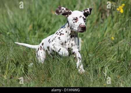 Hund Dalmatiner / Dalmatiner / Dalmatien Welpen laufen auf einer Wiese Stockfoto