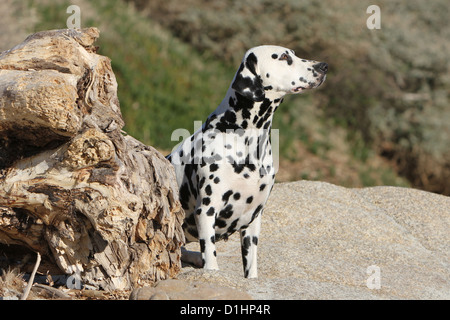 Hund Dalmatiner / Dalmatiner / Dalmatien Erwachsenen sitzen am Strand Stockfoto