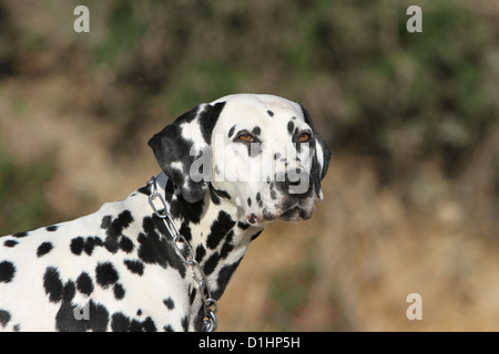 Hund Dalmatiner / Dalmatiner / Dalmatien Erwachsenen Porträt Profil Stockfoto