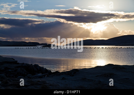 Abend-Sonnenstrahlen hinter Wolken über der Insel Fürsten mit Muschel-Farm vor, Shetland-Inseln Stockfoto