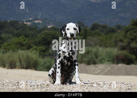 Hund Dalmatiner / Dalmatiner / Dalmatien Welpen sitzen am Strand Stockfoto