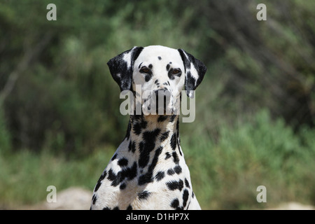 Hund Dalmatiner / Dalmatiner / Dalmatien Erwachsenen Porträt Gesicht Stockfoto
