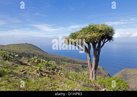 Drachenbaum / Dracaena Draco Stockfoto