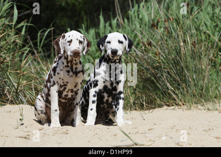 Hund Dalmatiner / Dalmatiner / Dalmatien zwei Welpen verschiedene Farben am Strand sitzen Stockfoto