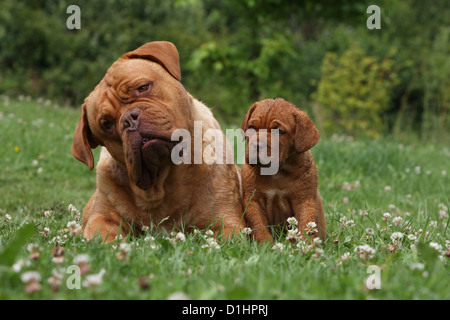 Hund Dogge de Bordeaux / Bordeaux-Dogge Erwachsene und Welpen Stockfoto