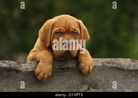 Hund Dogge de Bordeaux / Bordeaux-Dogge Welpen Porträt Stockfoto