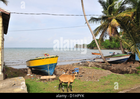 Am Straßenrand Meerblick, Boote liegen Strand Top, Ziege angebunden grünen Rasen, Palm Tree Südende Grenville Bay, Grenada, West Indies Stockfoto