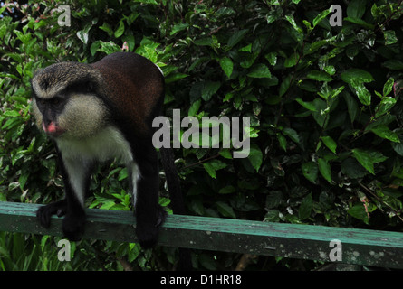 weißen braunen Mona Monkey stehend, Neigung nach vorn grün Zaun, Grand Etang Forest Eintrag Parkplatz, Grenada, West Indies Stockfoto