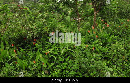 Rote "Heliconia Psittacorum" Blumen im grünen Dickicht, sieben Schwestern Wasserfall Trail, Grand Etang Forest, Grenada, West Indies Stockfoto