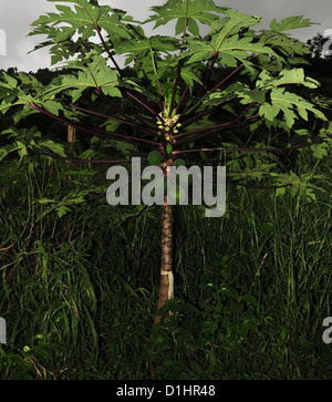 Grauen Himmel Papaya Carica Struktur anzeigen, mit Reifen grüne Papaya-Früchte, sieben Schwestern Trail, Grand Etang Forest, Grenada, West Indies Stockfoto