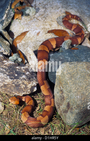 Copperhead Agkistrodon Contortrix Laticinctus Oklahoma, USA 7 können Erwachsene Viperidae: Crotalinae breit gebändert Copperhead Stockfoto