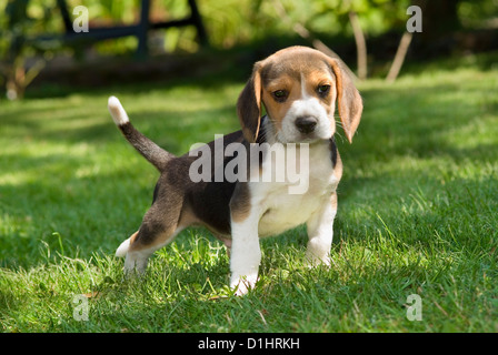 Beagle Welpen im Garten Stockfoto