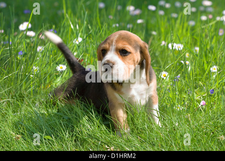 Beagle Welpen im Garten Stockfoto