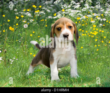 Outdoor Portrait von Beagle Welpe Hund im Garten Stockfoto