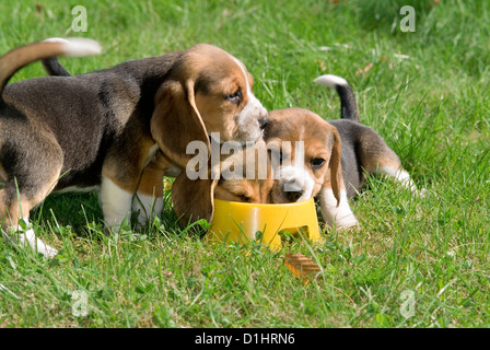 Beagle Welpen im Garten Stockfoto