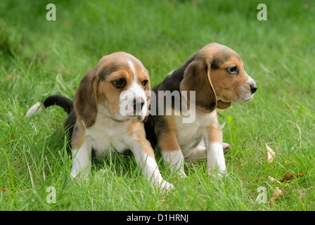 Beagle Welpen im Garten Stockfoto