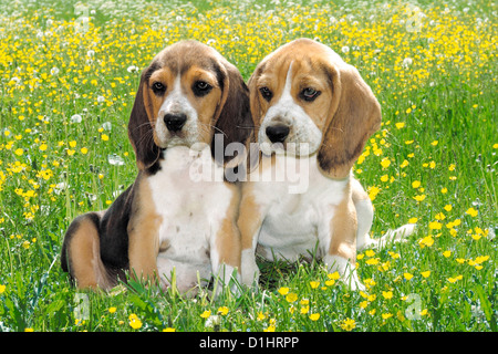 Outdoor Portrait paar junge Beagle Welpen Stockfoto