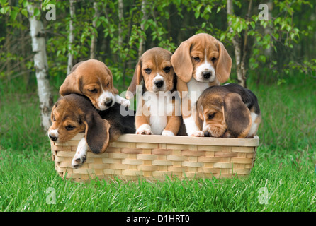 Outdoor Portrait von Beagle Welpen Hunde Stockfoto