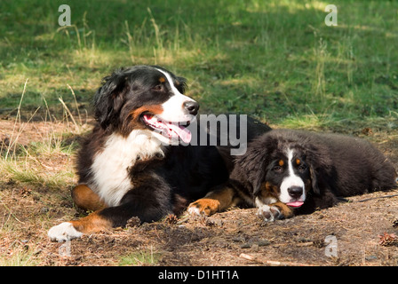 Berner Sennenhunde Stockfoto