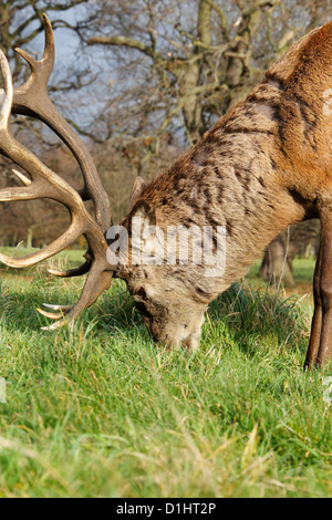 Westliche europäische Rothirsch Hirsch (Cervus Elaphus) Wollaton Park Nottingham Stockfoto