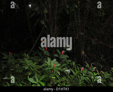 Bright Red Ginger "Alpinia Purpurata' Blumen Grünpflanzen in einem Regenwald Dickicht, Grand Etang Forest, Grenada, West Indies Stockfoto