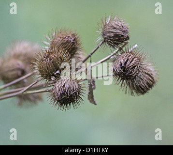 Bur-Knospen Stockfoto