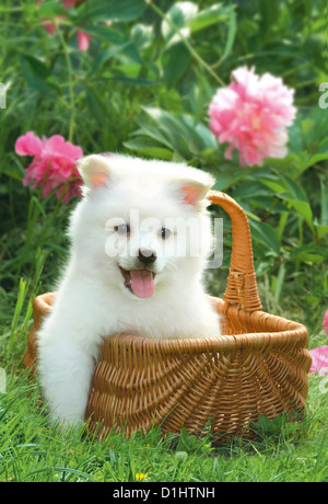 Jung Spitz in den Korb Stockfoto