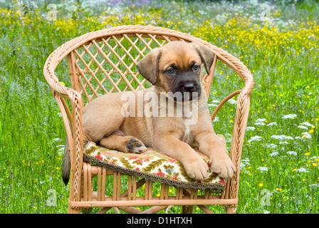 Halbe Rasse Welpen im Garten Stockfoto