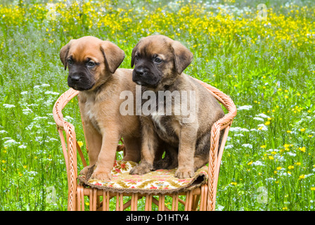 Halbe Rasse Welpen im Garten Stockfoto
