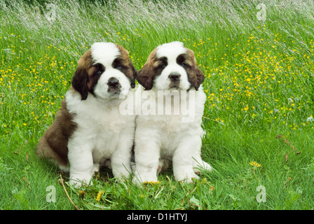 Young-Saint-Bernard-Puppy dogs Stockfoto