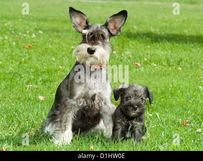 Schnauzer-Hunde auf der Wiese Stockfoto
