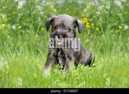 Kleinen Schnauzer Welpen in der Wiese Stockfoto