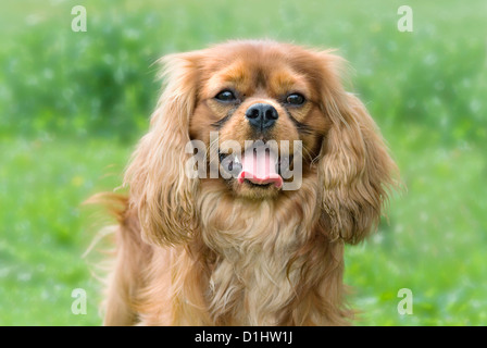 Cavalier King Charles Spaniel Hund im Garten Stockfoto