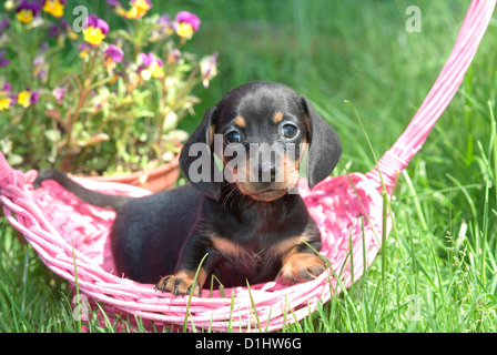 Drahthaar Dackel Hund im Garten Stockfoto
