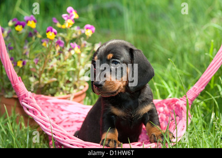 Drahthaar Dackel Hund im Garten Stockfoto