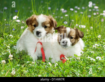 Halbe Rasse Welpen im Garten Stockfoto